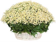 Цветочная композиция из Ромашки в корзине #REPLACE_PRED# Сельце
